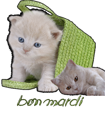 bon mardi